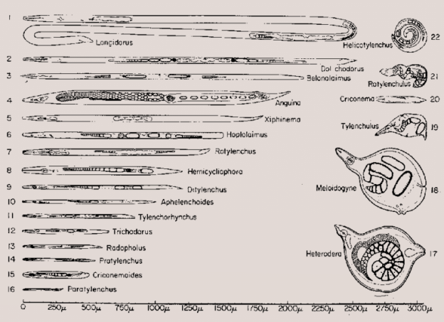 Plant-Parasitic Nematodes and Their Management - research journal