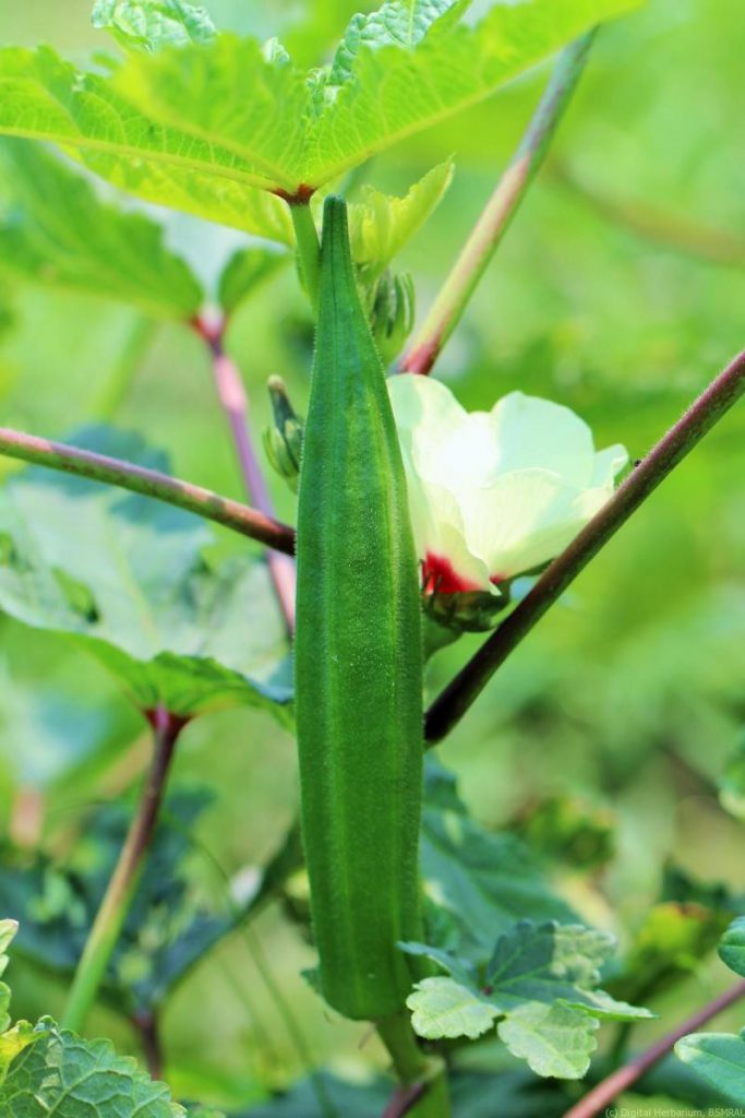 Okra Mucilage: Potential Role in Drug Delivery - research journal